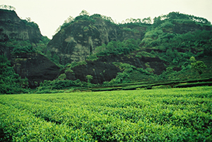 武夷山にある烏龍茶品種の茶畑